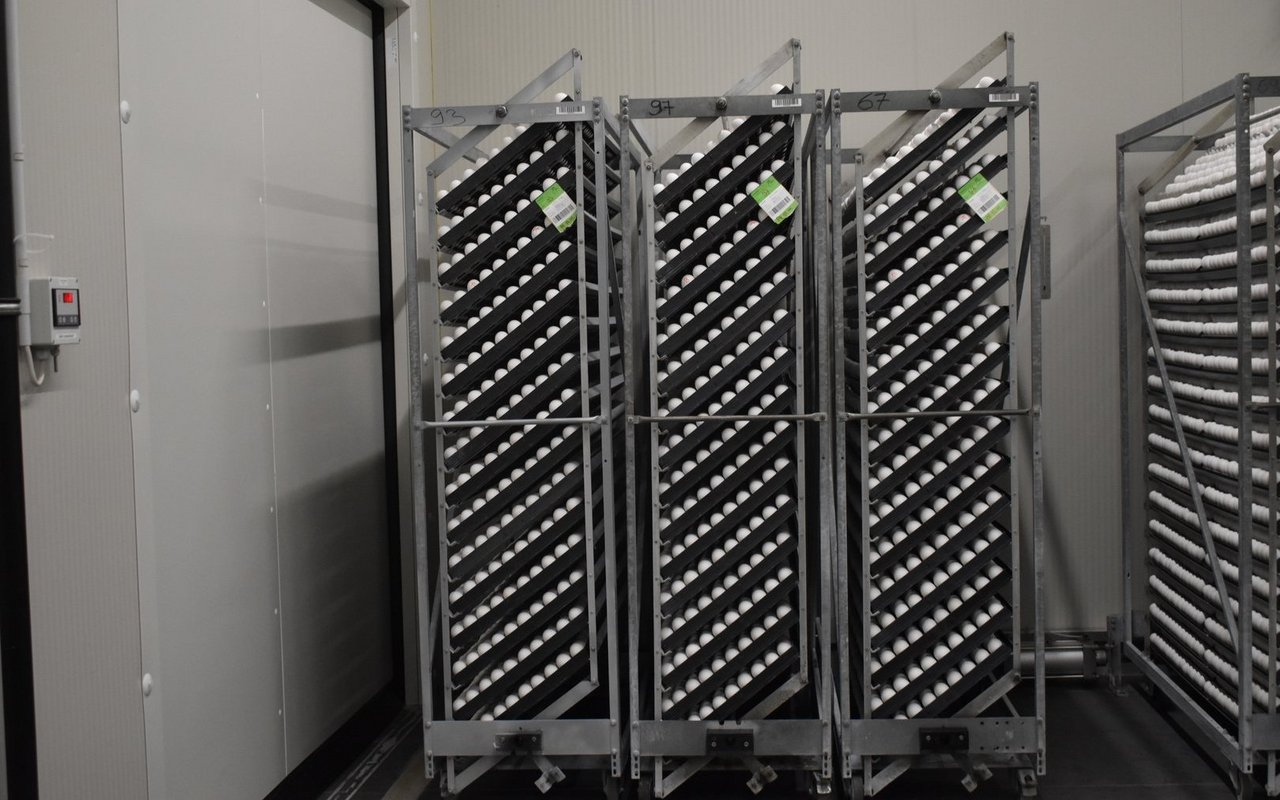 Auf diesen speziellen Transportwagen werden die Küken zweimal pro Tag um 90 Grad gewendet.