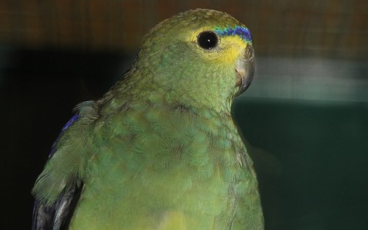 Bei Feinsittichen zieht sich das blaue Band nicht über das Auge hinaus, so wie es normalerweise beim fast gleich aussehenden Schmucksittich der Fall ist. 