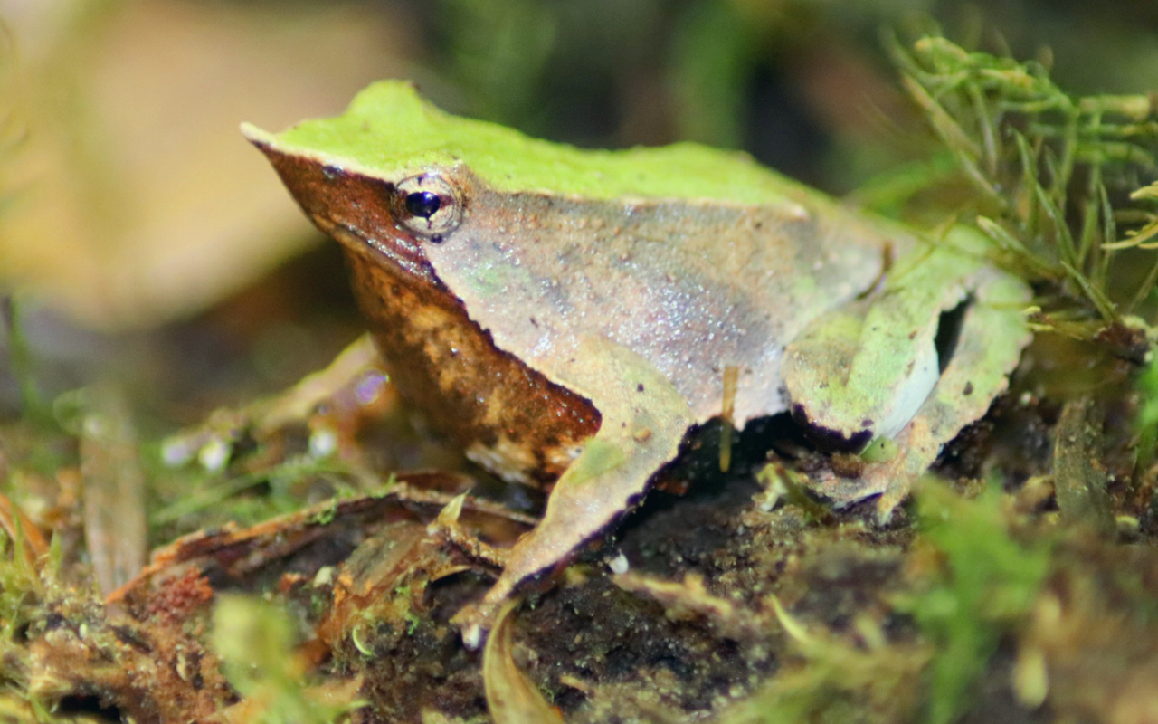 Beim Darwin-Nasenfrosch entwickeln sich die Kaulquappen im Kehlsack des Männchens.