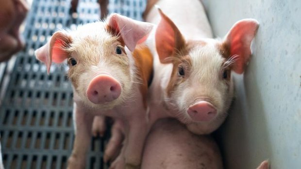 Ferkel in Schweinezuchtbetrieb