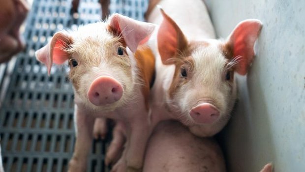Ferkel in Schweinezuchtbetrieb