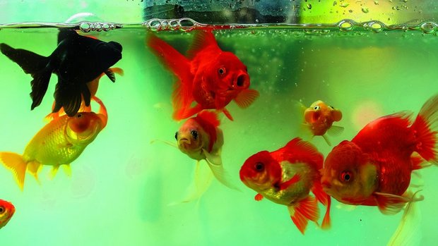 Goldfische