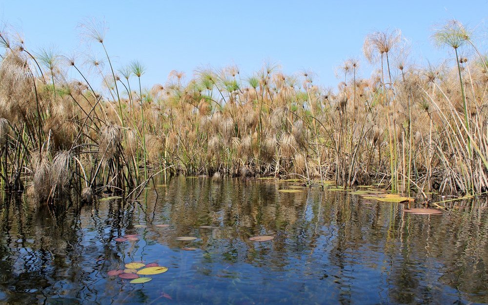 Echter Papyrus wuchert in afrikanischen Sümpfen wie hier im Okavangodelta in Botswana. 