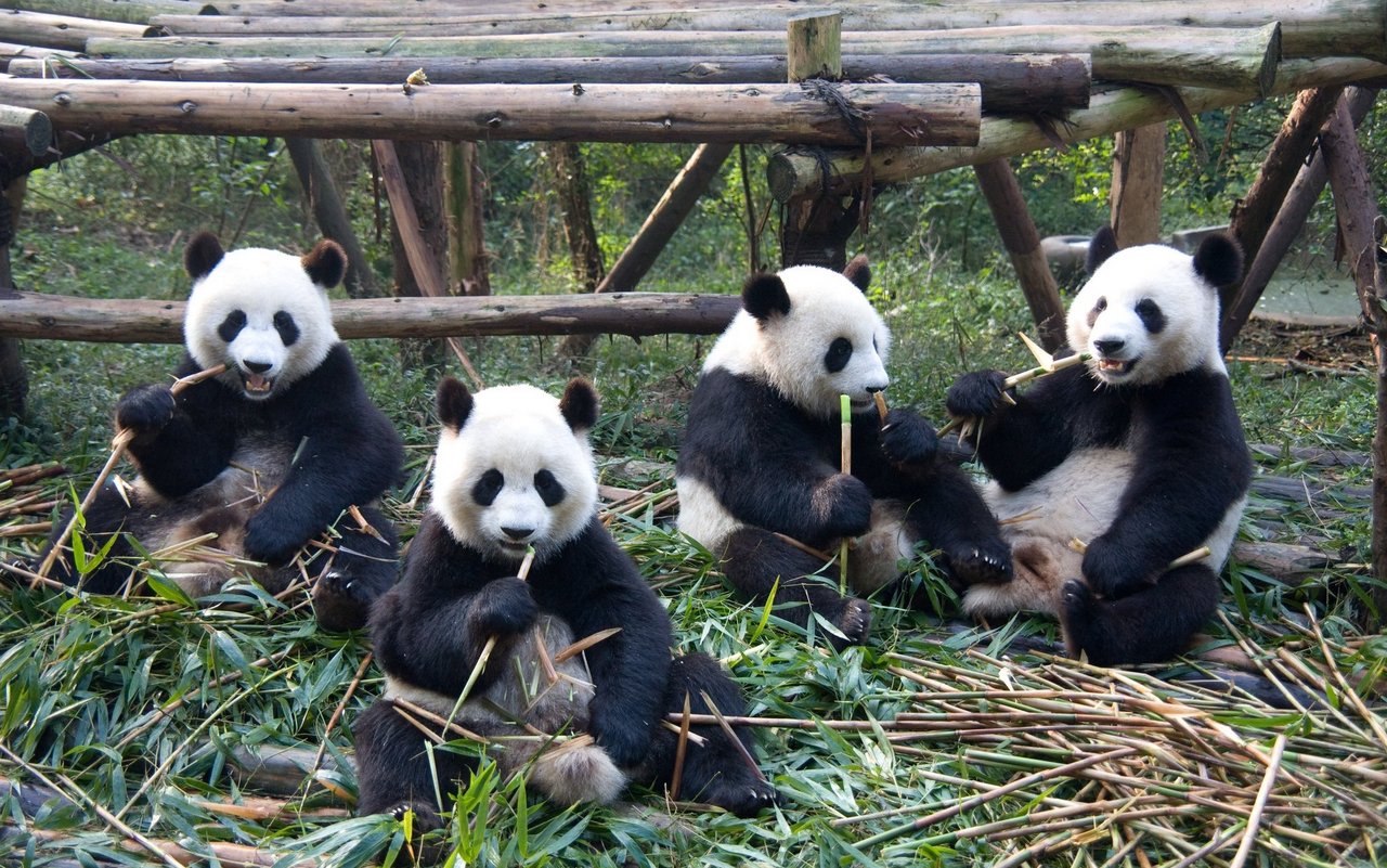 Ein Festmahl für die Panda-Gruppe. 