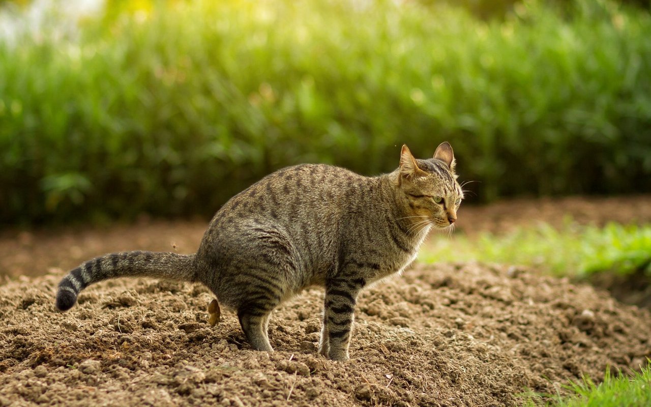 Katzen nutzen frische Gartenbeete gerne als Toilette.