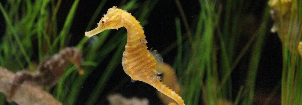 Heikle Aquarienbewohner: Seepferdchen stellen hohe Ansprüche an ihre Halter.