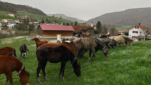 Den Sommer verbringen die Jungpferde den grössten Teil draussen auf der Weide. Hier laufen sie um die Wette, rangeln oder kraulen sich gegenseitig.