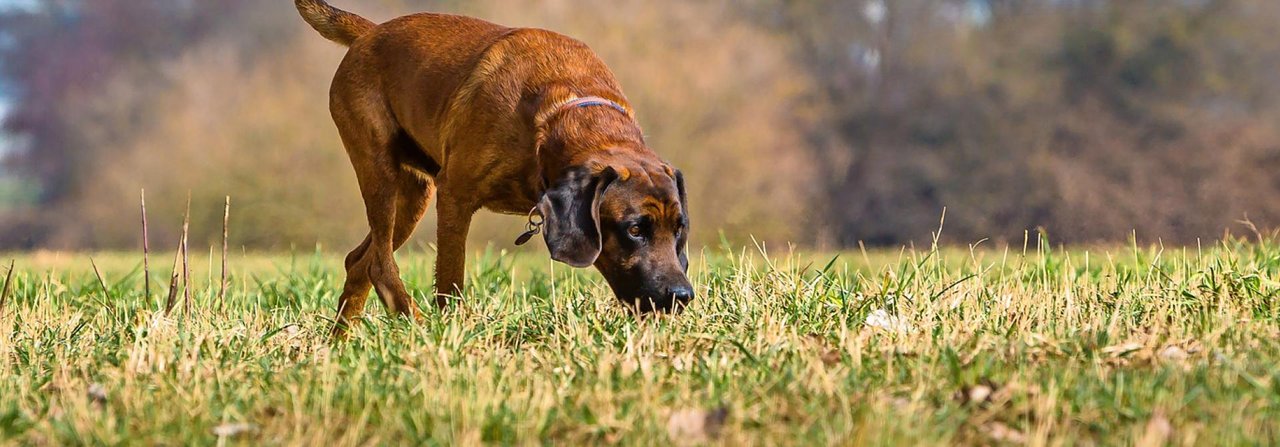 «Aha, das Boxerweibchen vom Nachbar ist läufig.» – Was Hunde alles aus Duftmarken lesen, können wir bloss erahnen.