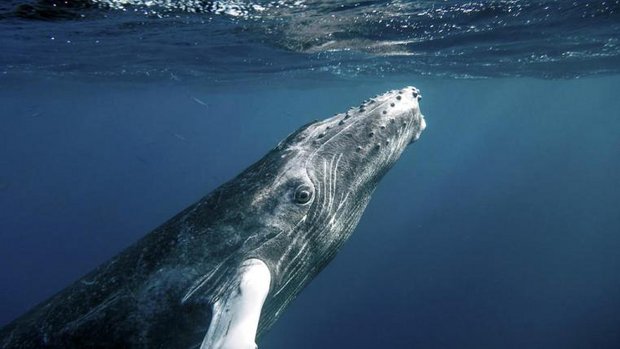 Buckelwal unter Wasser