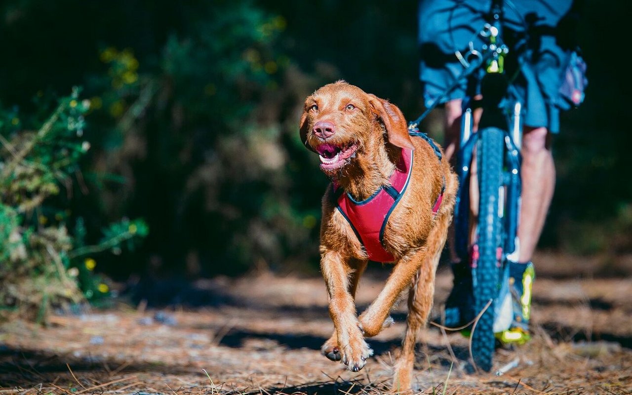 Über Stock und Stein: Beim rasanten und angesagten Dogscooting hat der Hund die Nase vorne.