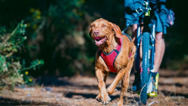 Über Stock und Stein: Beim rasanten und angesagten Dogscooting hat der Hund die Nase vorne.