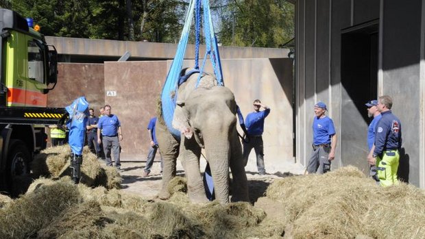 Elefantenkuh Druk Zoo Zürich