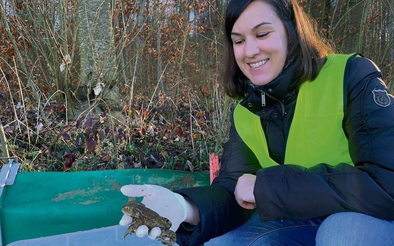Cornelia Müller rettet Tausende von Erdkröten vor dem Tod auf der Strasse. Die Tiere sind im Frühling in Paarungsstimmung.