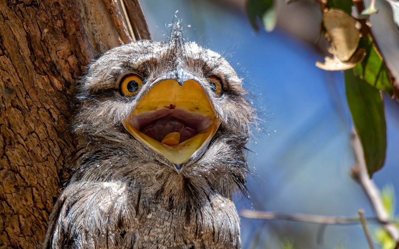 Der Schnabel ist beim Eulenschwalm unverkennbar. 