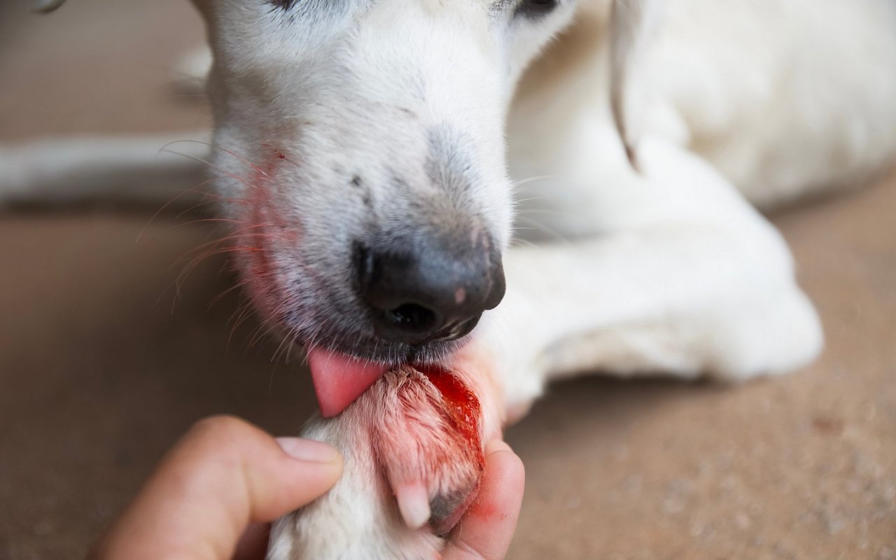 Hund lecken ihre Wunden auch zur Beruhigung. 