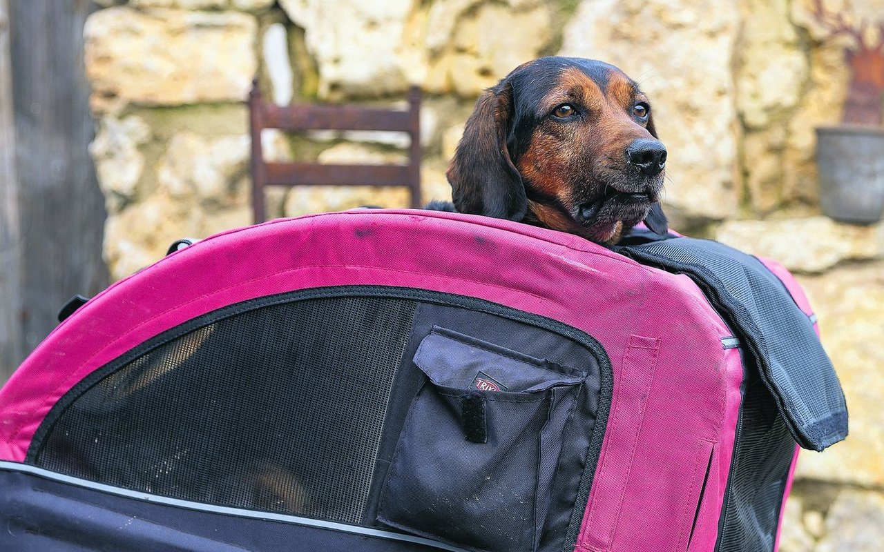 Auf Radtouren eignet sich, auch für grosse Hunde, ein Anhänger besonders gut. Er ist sicherer als ein Körbchen.