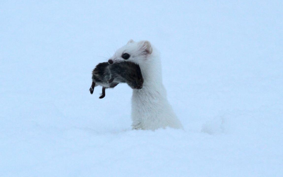 Ausnahmsweise hat das Hermelin unter der Schneedecke eine Feldmaus erwischt. 