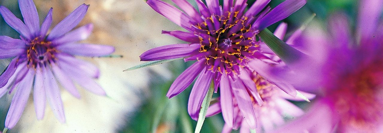 Die Blüten des Haferwurz.