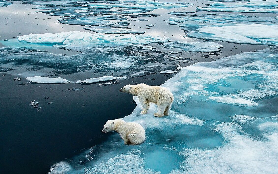 Das schwindende Packeis entzieht den Eisbären die Lebensgrundlage. 