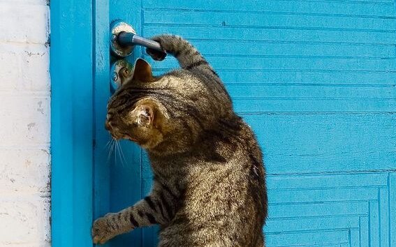 Katzen lernen gut über Beobachtungen. Beispielsweise wie eine Türfalle zu betätigen ist.