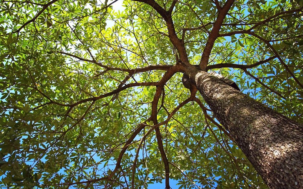 Eine Baumkrone spendet Schatten und bietet Insekten und Vögeln Lebensräume. 