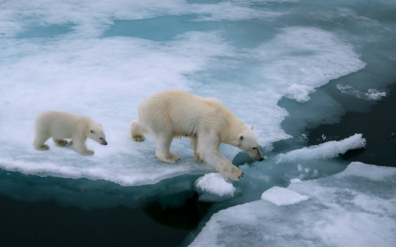 Eisbären leben buchstäblich auf dünnem Eis, der Klimawandel bedroht ihre Lebensgrundlage.