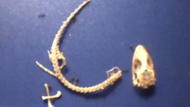 geckoweg.png