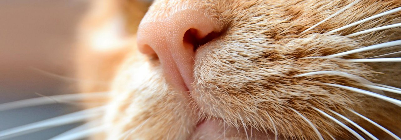 Eine gesunde Katzennase präsentiert sich feucht, glatt und symmetrisch.