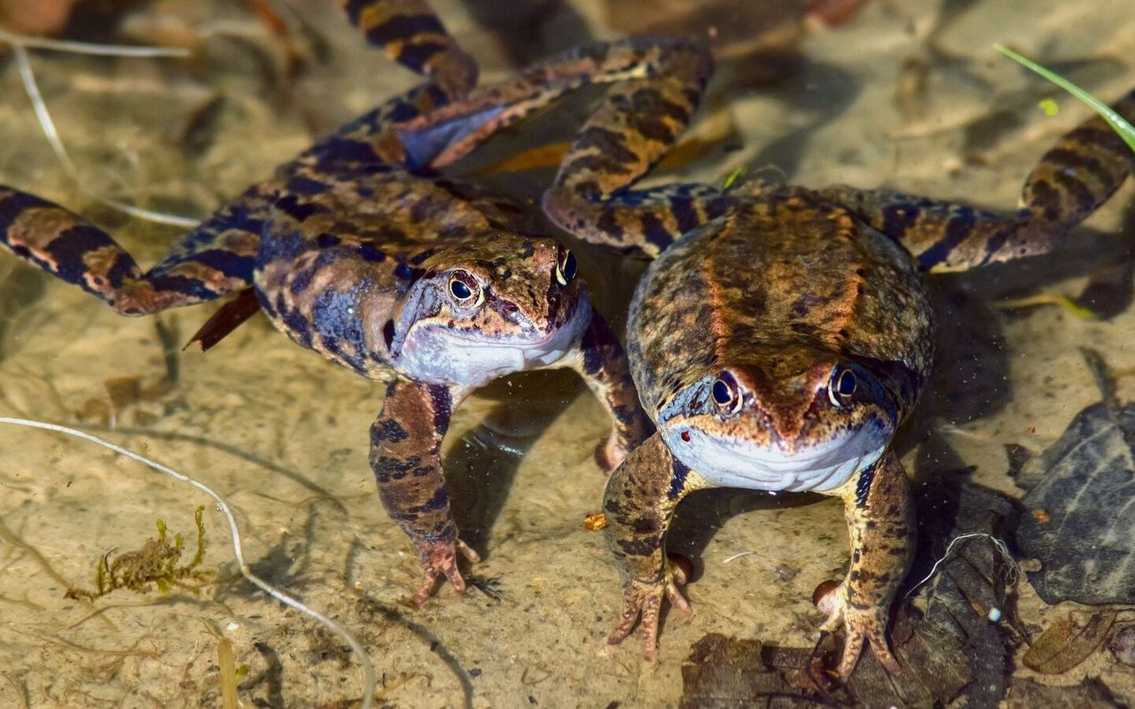 ... zum Grasfrosch – eine komplette Verwandlung.