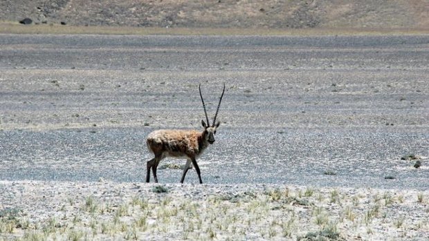 antilope.jpg