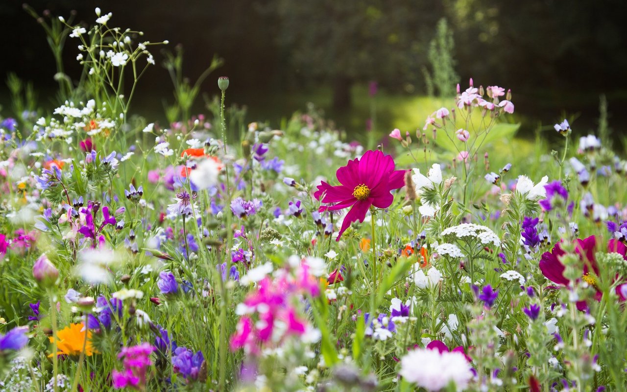 Reichen Sie Ihr Biodiversitäts-Projekt ein und gewinnen Sie mit etwas Glück 3000 Franken.