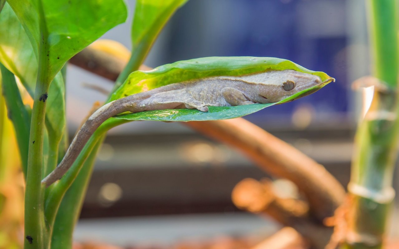 Der Kronengecko ist eine kletternde Art und versteckt sich gerne in Pflanzen. 