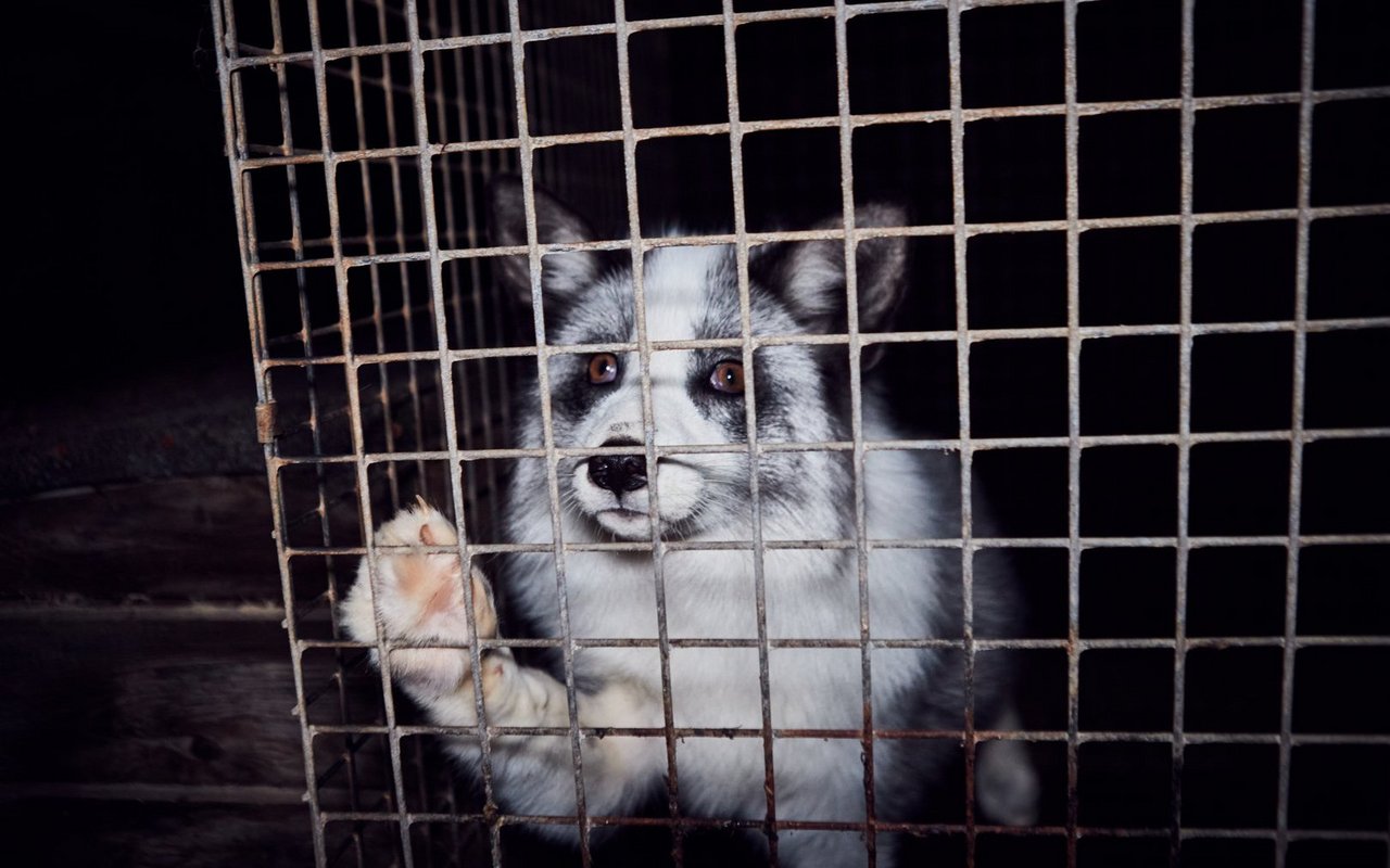 Pelztierhaltung ist in den meisten Fällen mit massivem Tierleid verbunden. 