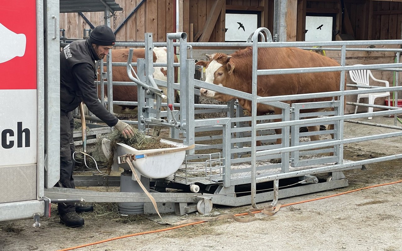 Kalb Rita wird mit Futter auf die Rampe gelockt.