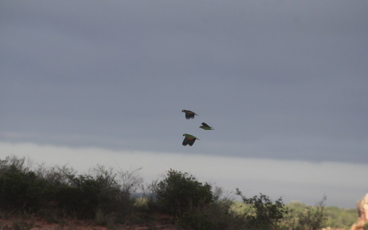 Blaustirnamazonen im Flug ausserhalb der Stadt Canudos im brasilianischen Bundesstaat Bahia.