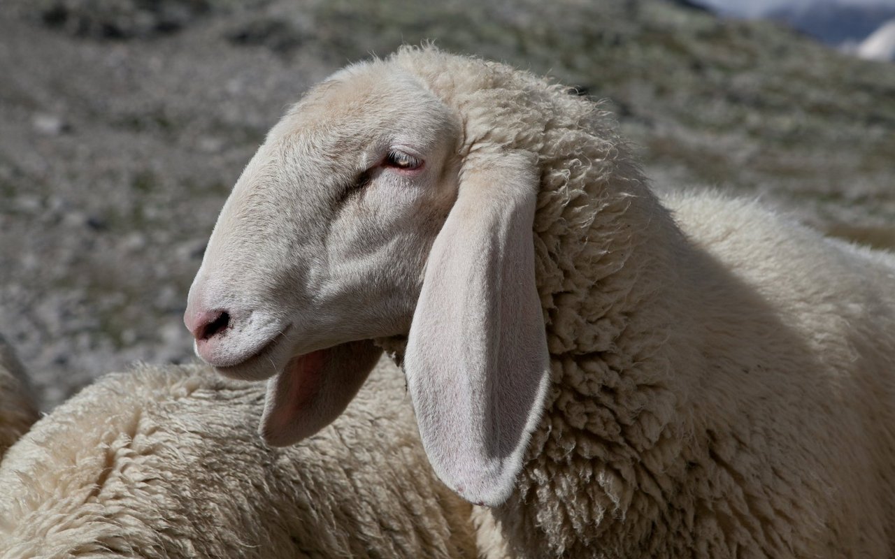 Die Schafe sind hornlos. 