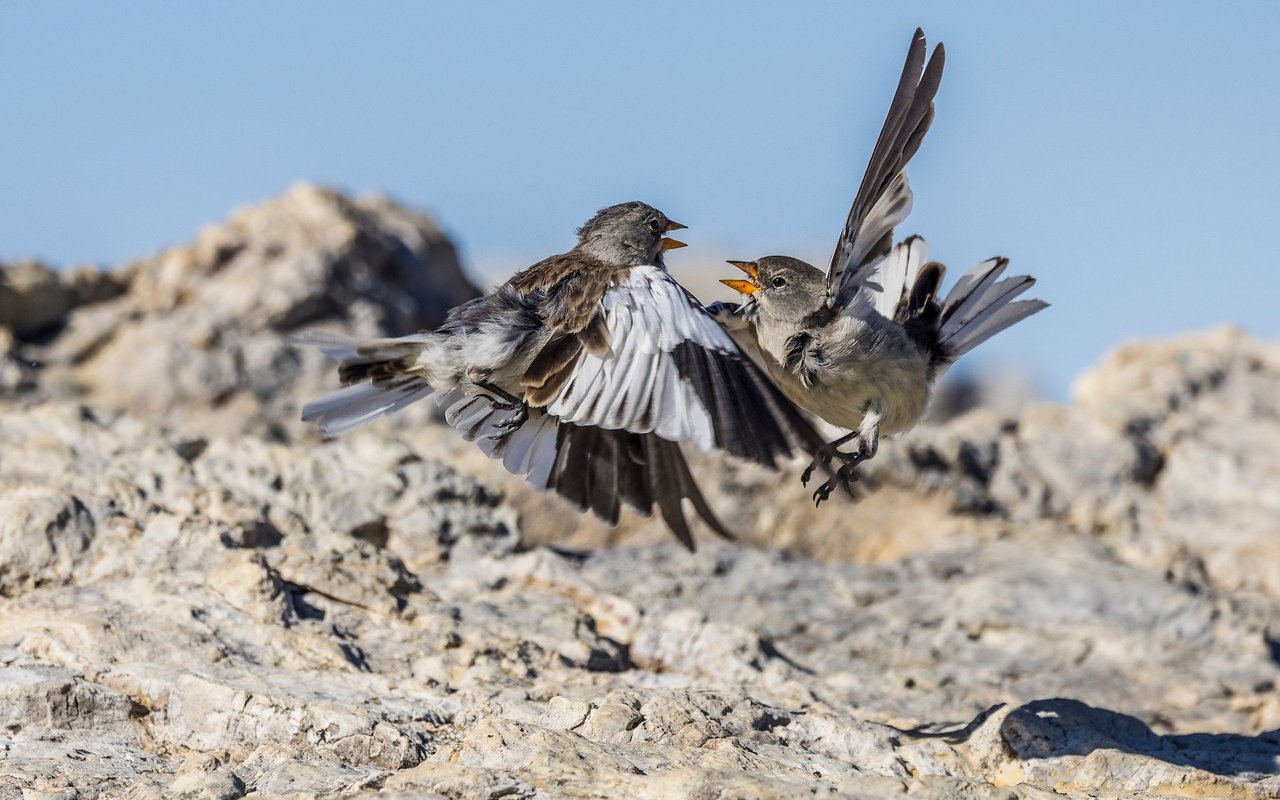 Zwei Schneesperlinge geraten aneinander. Der kleine Singvogel ist bestens angepasst, um auch raues Wetter auszuhalten. Selbst bei grosser Kälte weicht er nicht in Lagen unter 1500 Meter aus. 