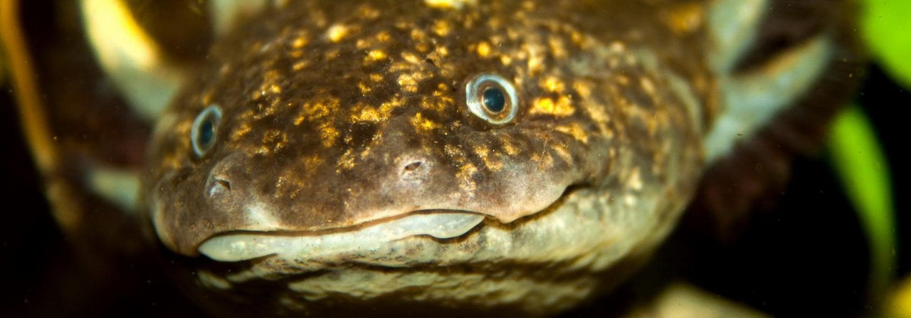 Die freundlichen Axolotl lassen sich relativ einfach in einem Aquarium halten.