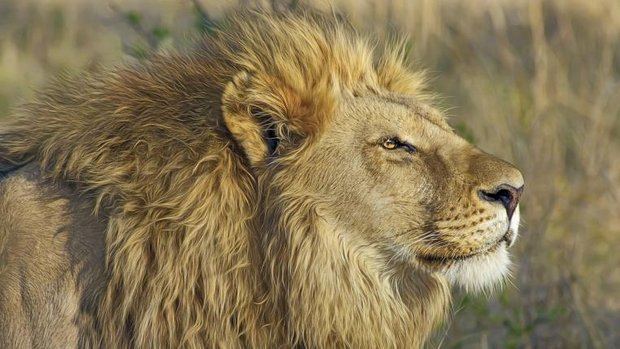Löwe in Savannengras