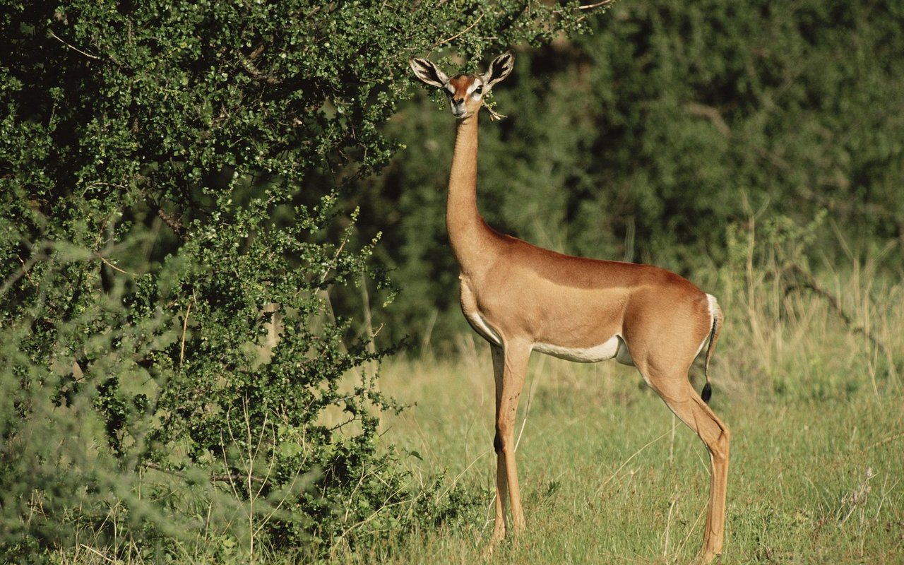 Das Gerenuk ist eine grosse Gazelle. 