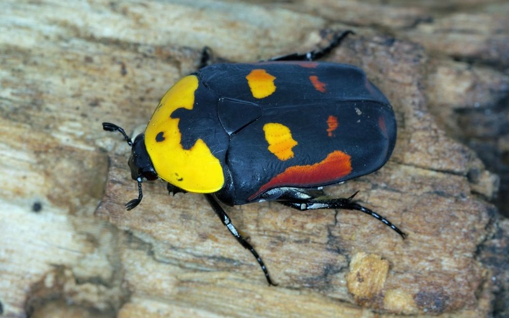 Pachnodia iskuulka