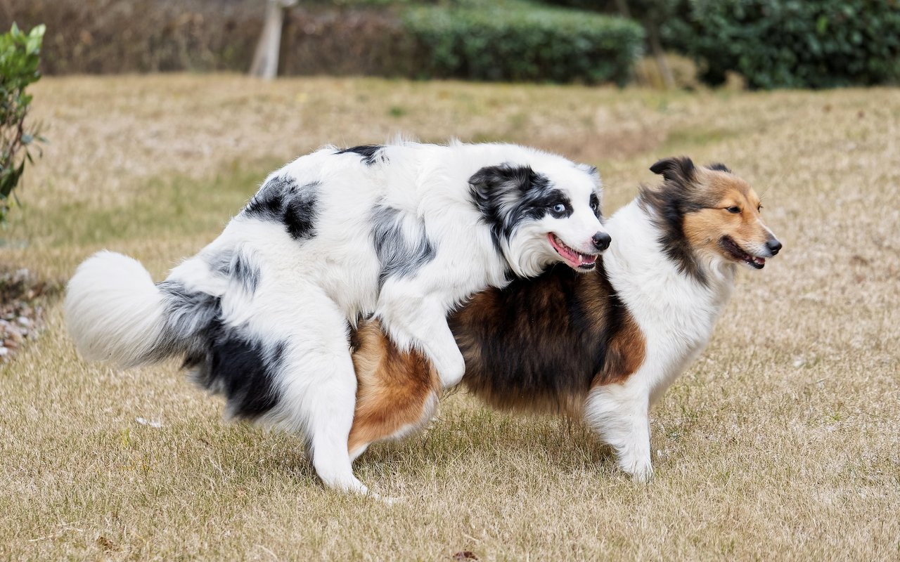 Manche Hunde rammeln mit allem, was ihnen in die Quere kommt. Wird es zwanghaft, sollte der Halter eingreifen.