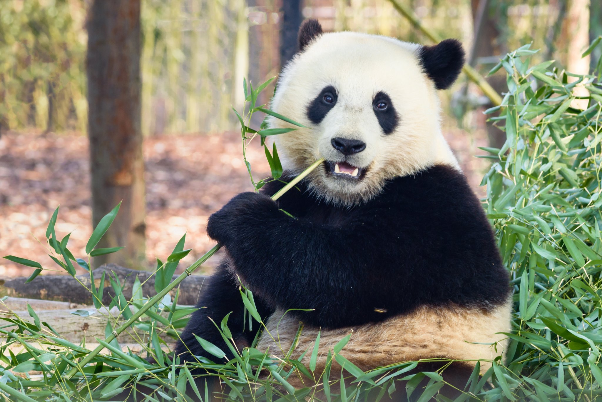 Warum der Panda nur Bambus mampft - tierwelt.ch | TierWelt