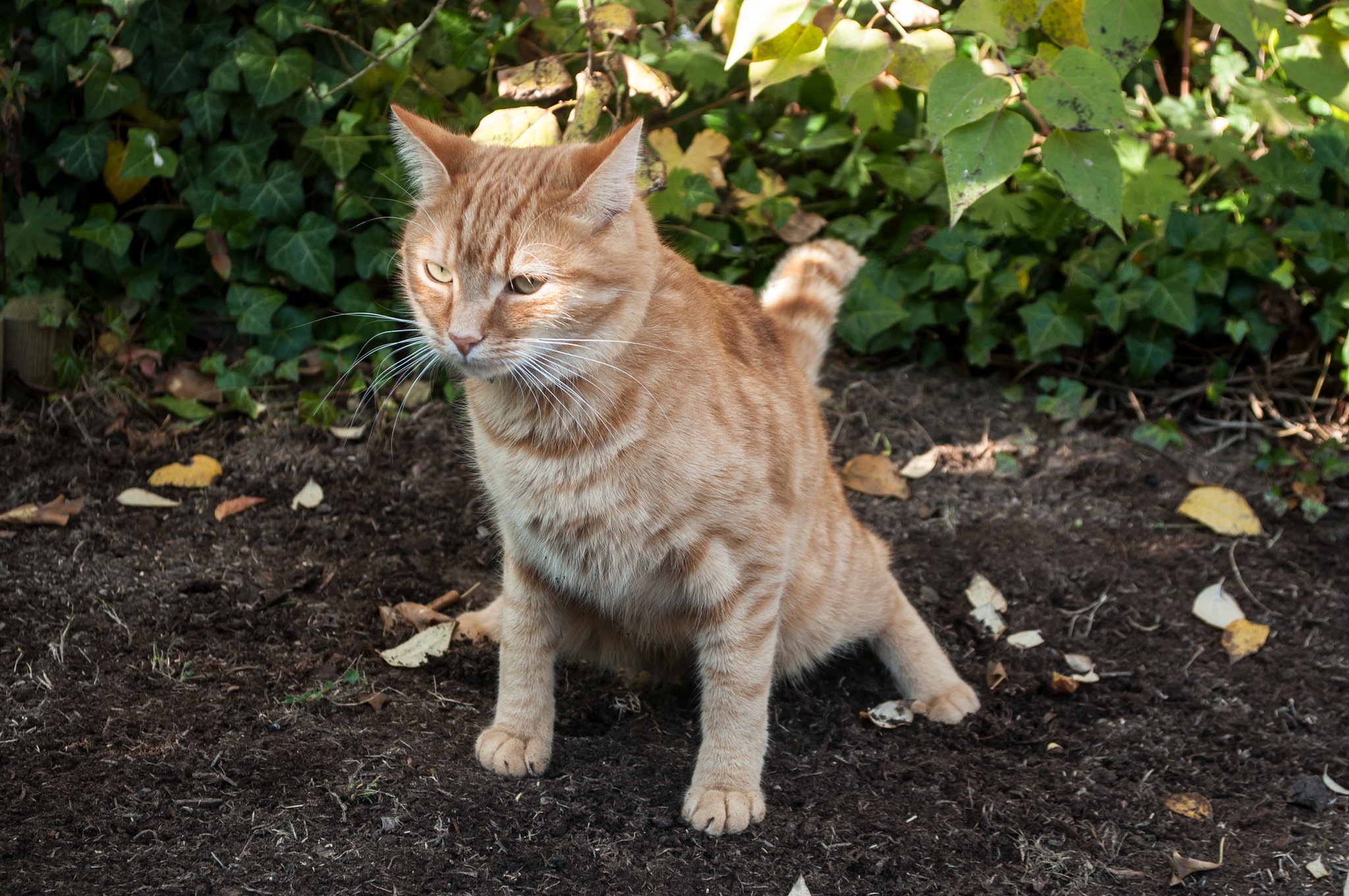 Tipps gegen Katzen im Garten und Gemüsebeet 