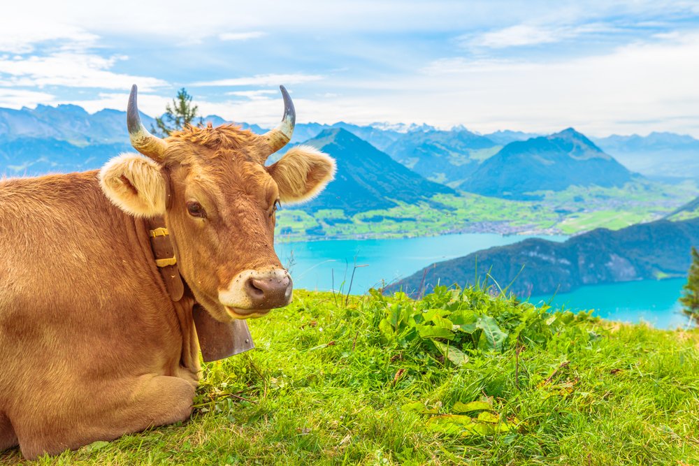 Foto Schweizer Kuh Hörner