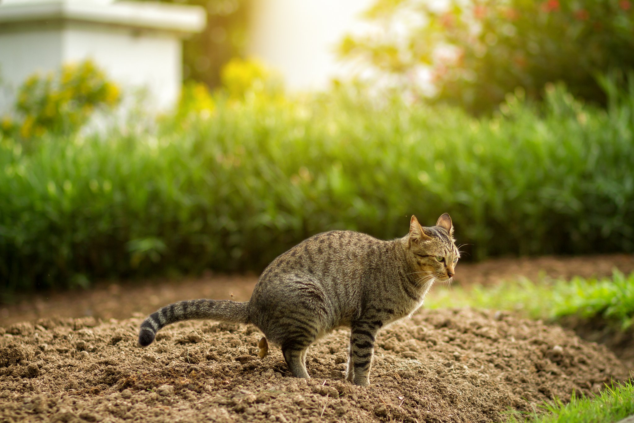 Katzenkot im Garten? So vertreiben Sie Katzen mit natrlichen Mitteln -  tierwelt.ch | TierWelt