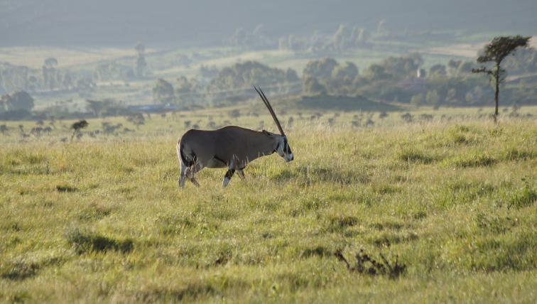 Die Beisa-Oryx gilt als «stark gefährdet».