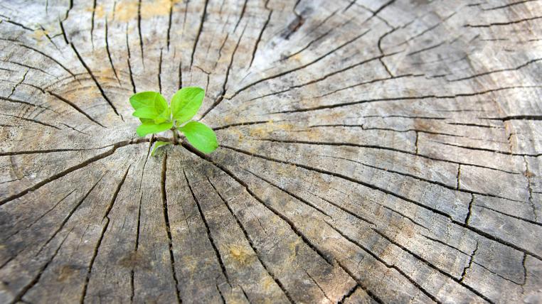 Wie Wälder das CO2 aufnehmen tierwelt.ch TierWelt