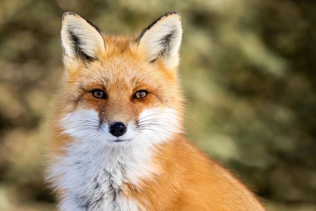 Ein alter Bekannter ist natürlich «unser» Rotfuchs (Vulpes vulpes), im deutschen Sprachgebrauch meist einfach nur Fuchs genannt. Er der grösste aller Füchse, kann sich ausgezeichnet an den Menschen anpassen und hat ein riesiges Verbreitungsgebiet auf allen Kontinenten ausser Südamerika. In Australien wurde er eingeführt und wird nicht gern gesehen.