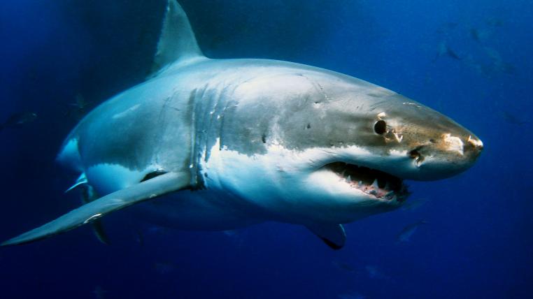 Vermutlich griff ein etwa drei Meter langer Weisser Hai einen Surfer in Australien an (Themenbild).